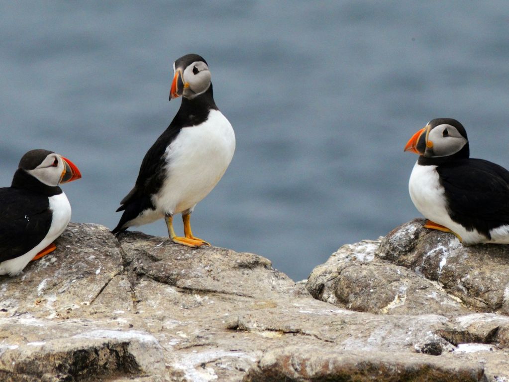 Boottocht Bar Harbor puffins Boottocht Bar Harbor puffins